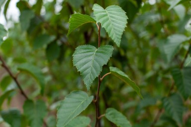 Betula utilis 'Fascination' meerstammig 200-250