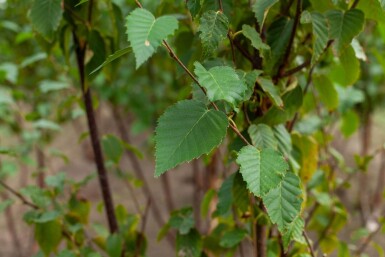 Betula utilis 'Fascination' meerstammig 200-250