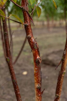 Betula utilis 'Fascination' meerstammig 200-250