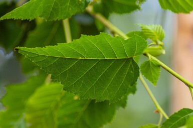 Betula utilis 'Fascination' meerstammig 200-250