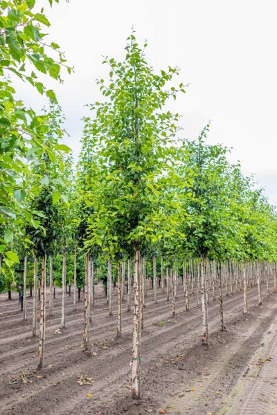 Betula nigra hoogstam 14/16