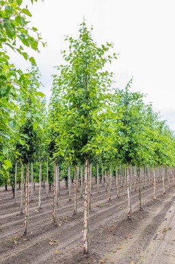 Betula nigra hoogstam