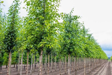 Betula nigra hoogstam