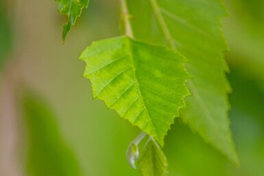 Betula nigra hoogstam 14/16