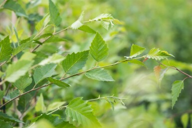Betula nigra hoogstam 14/16