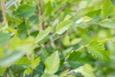 Betula nigra hoogstam 14/16