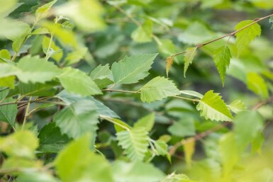 Betula nigra hoogstam 14/16