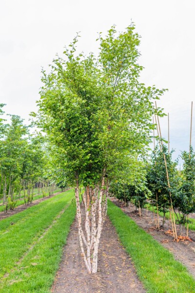 Betula nigra meerstammig 400-450