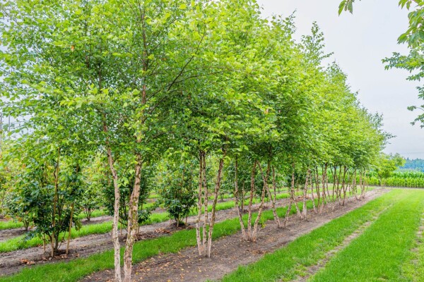 Betula nigra meerstammig