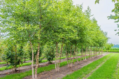 Betula nigra meerstammig