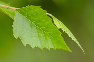 Betula nigra meerstammig 400-450