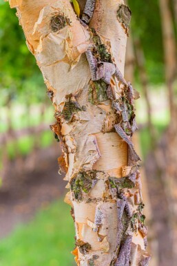 Betula nigra meerstammig 400-450