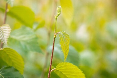 Betula nigra meerstammig 400-450