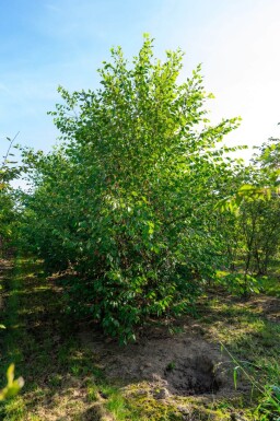 Betula nigra meerstammig 400-450