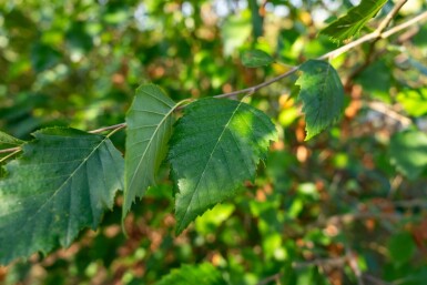 Betula nigra meerstammig 400-450