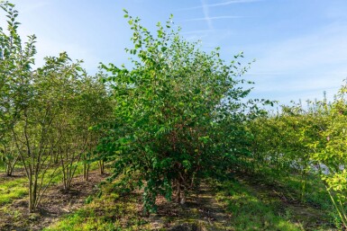 Betula nigra meerstammig 400-450