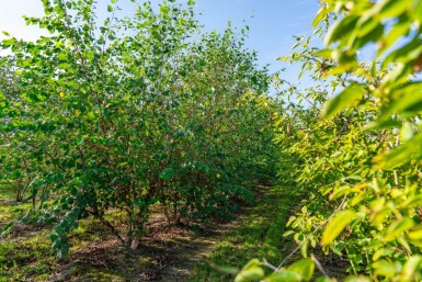 Betula nigra meerstammig 400-450