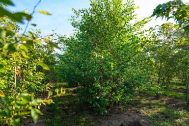 Betula nigra meerstammig 400-450