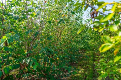 Betula nigra meerstammig 400-450