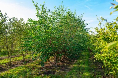 Betula nigra meerstammig 400-450