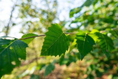 Betula nigra meerstammig 400-450