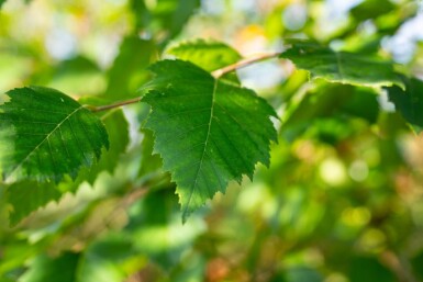Betula nigra meerstammig 400-450