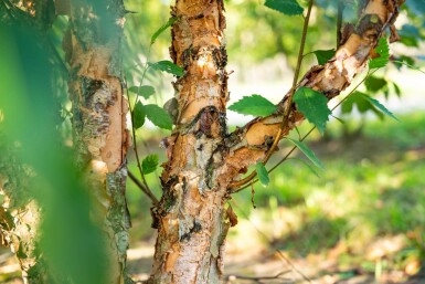 Betula nigra meerstammig 400-450