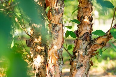 Betula nigra meerstammig 400-450