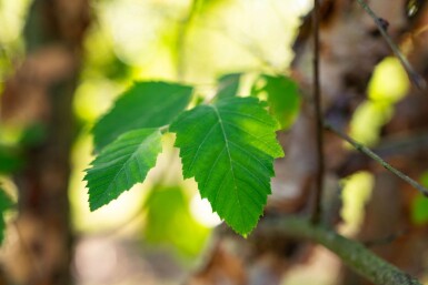 Betula nigra meerstammig 400-450