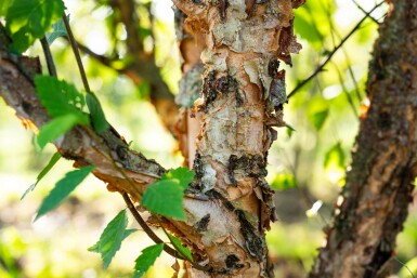 Betula nigra meerstammig 400-450