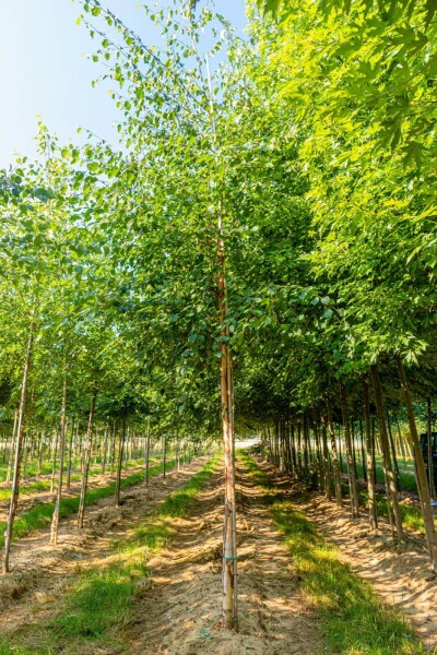 Betula papyrifera hoogstam 10/12
