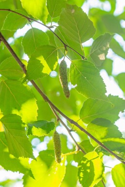 Betula papyrifera hoogstam 10/12