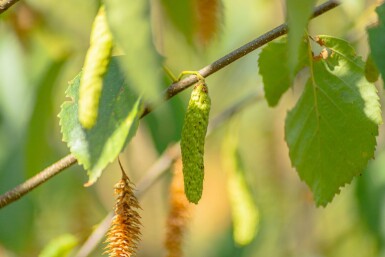 Betula papyrifera hoogstam 10/12