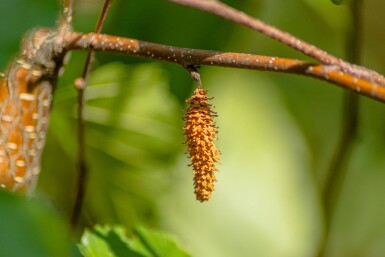 Betula papyrifera hoogstam 10/12