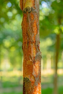 Betula papyrifera hoogstam 10/12