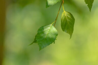 Betula papyrifera hoogstam 10/12