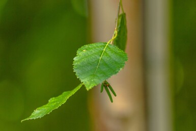 Betula papyrifera hoogstam 10/12