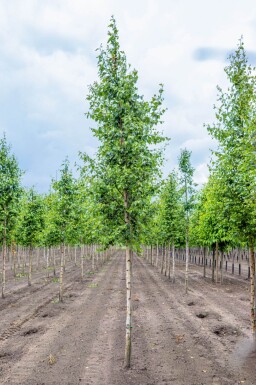 Betula pendula hoogstam