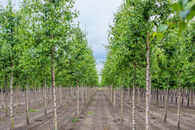 Betula pendula hoogstam