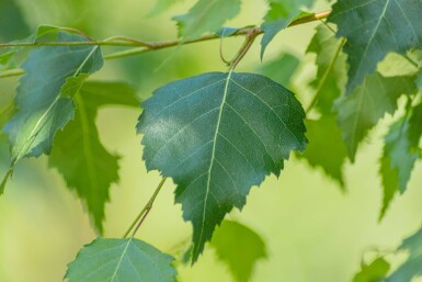 Betula pendula hoogstam 18/20