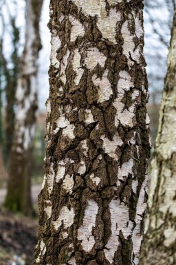 Betula pendula hoogstam 18/20