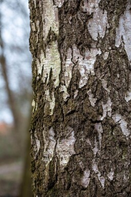 Betula pendula hoogstam 18/20