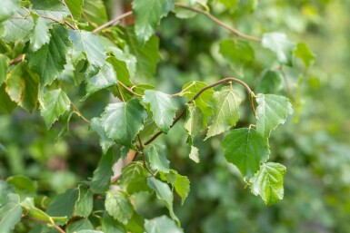 Betula pendula hoogstam 18/20