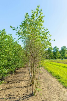 Betula pendula meerstammig
