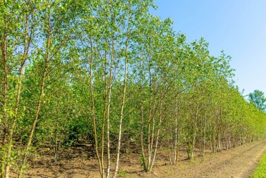 Betula pendula meerstammig