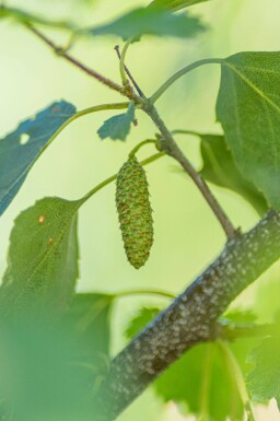 Betula pendula meerstammig 200-250