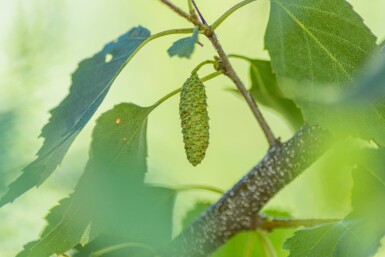 Betula pendula meerstammig 200-250