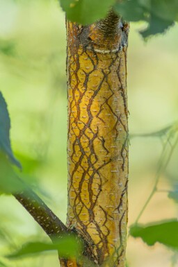 Betula pendula meerstammig 200-250