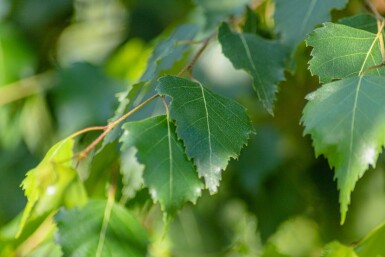 Betula pendula meerstammig 200-250