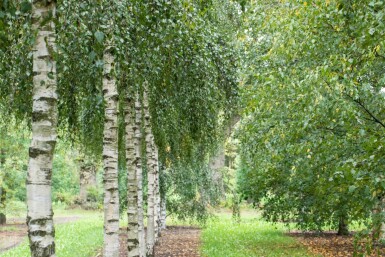 Betula pendula meerstammig 200-250